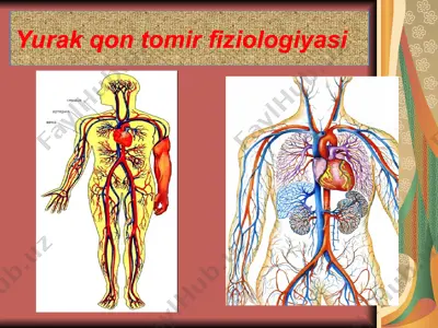 yurak qon tomir fiziologiyasi — PPT