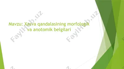 xasvaqandalasining morfologik va anotomik belgilari — PPTX