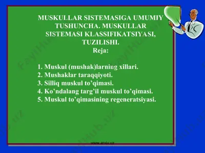 muskullar sistemasiga umumiy tushuncha — PPT