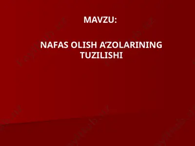 nafasolisha’zolarining tuzilishi — PPT