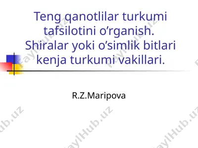 teng qanotlilar turkumi tafsiloti — PPT