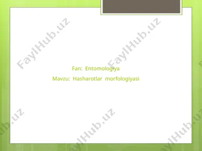 hasharotlar morfologiyasi — PPTX