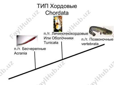 хордовые (chordata) — PPT