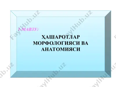 хашаротлар морфологияси ва анатомияси — PPT