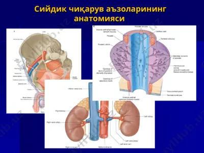 сийдик чиқарув аъзоларининг анатомияси — PPT