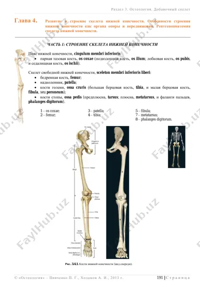 osteologiya. dobavochniy skelet — PDF