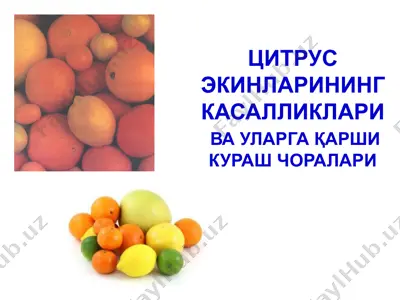 citrus ekilari — PPTX