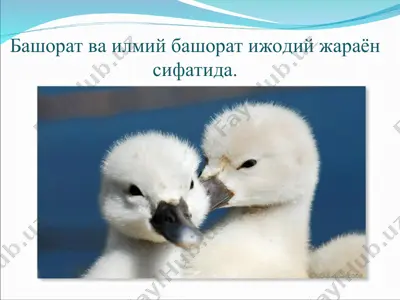 bashorat va ilmiy bashorat ijodiy jarayon sifatida — PPT