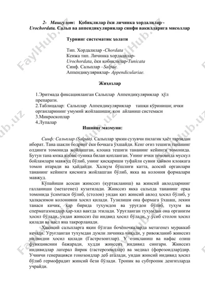 qobiqlilar yoki lichinka xordalilar - urochordata — DOCX