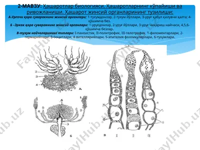 hasharotlar biologiyasi — PPT