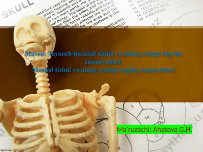 tayanch-harakat tizimi va uning yoshga bog’liq xususiyatlari — PPTX