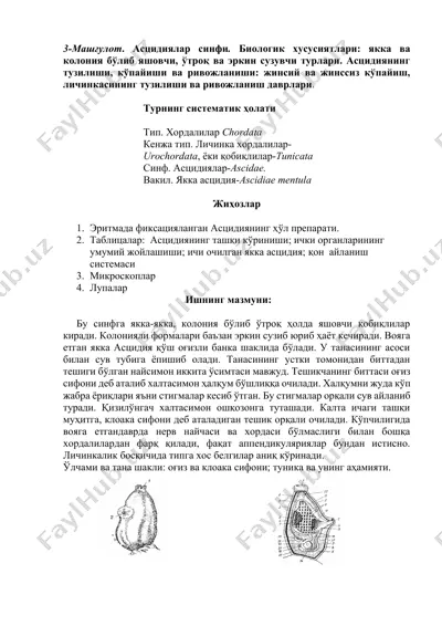 astsidiyalar sinfi — DOCX