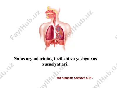 nafas organlarining tuzilishi va yoshga xos xususiyatlari — PPT