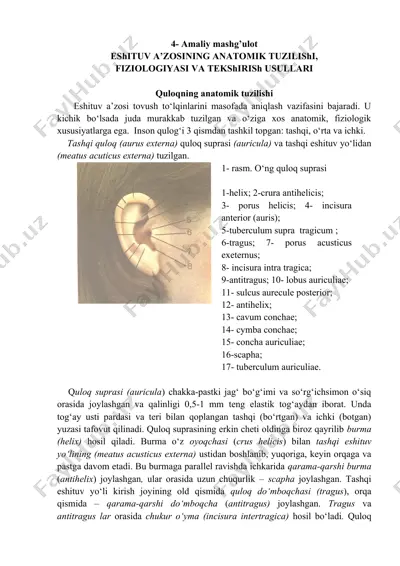 eshituv a’zosining anatomik tuzilishi, fiziologiyasi va tekshirish usullari — DOCX