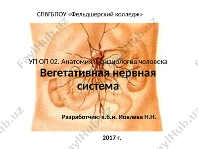 anatomiya i fiziologiya cheloveka. vegetativnaya nervnaya sistema — PPT