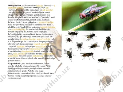 ikkiqanotlilar (diptera) — PPTX