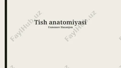 tish anatomiyasi — PPTX