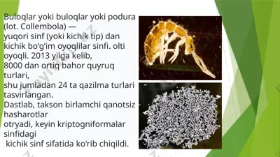 buloqlar (springtails) — PPTX