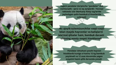 pandalar — PDF