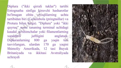 diplura — PPTX