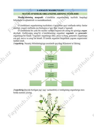 o’simlik organlarining tuzilishi — DOCX