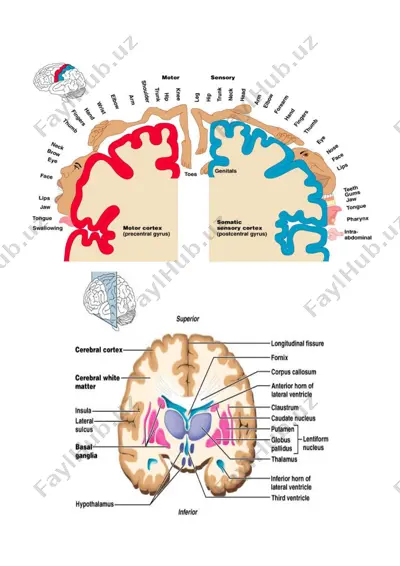 beyin anatomiya qismlari tegishli model — PDF