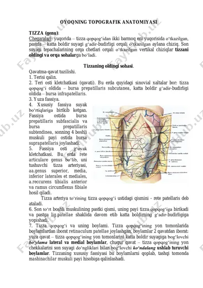 oyoqning topografik anatomiyasi — PDF