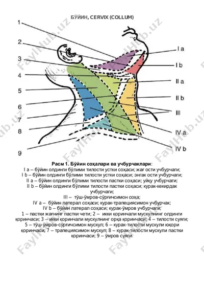 bo'yin (cervix) — PDF