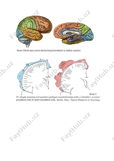 bosh miya yarim sharlarining konveksital va medial yuzalari — PDF