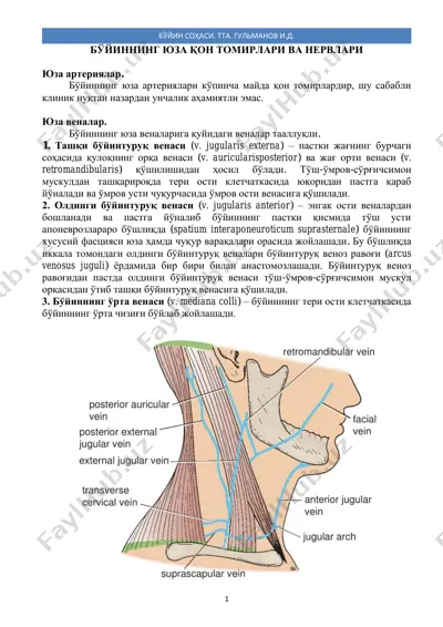 bo'yinning yuza qon to'mirlari va nervlari — PDF