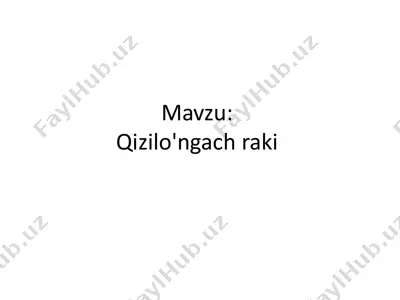 qizilo'ngach raki — PPTX