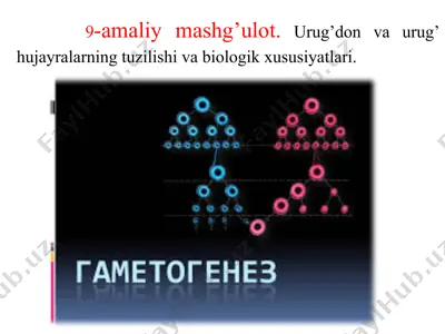 jinsiy hujayralar tuzilishi va biologik xususiyatlari — PPTX