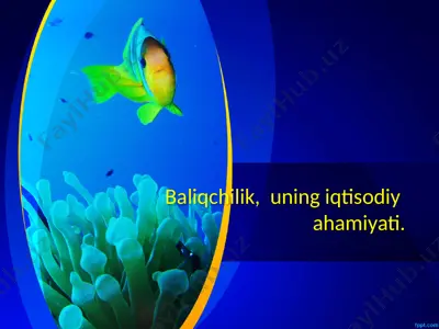 baliqchilik — PPTX