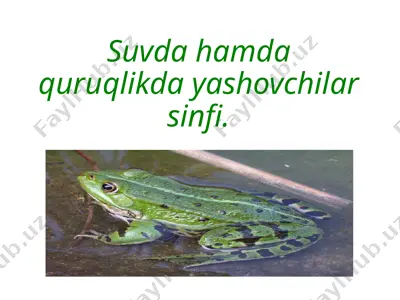 suvda hamda quruqlikda yashovchilar sinfi — PPTX