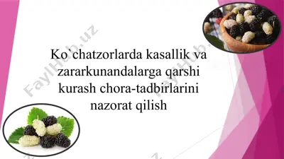 fuzarioz kasalligi — PPTX