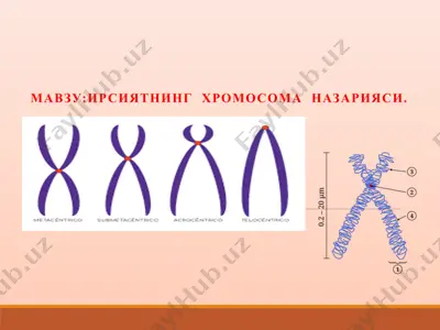 irsiyatning xromosoma nazariyasi — PPTX