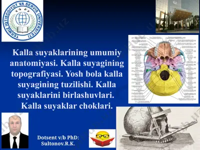 kallasuyaklarining umumiy anatomiyasi — PPTX
