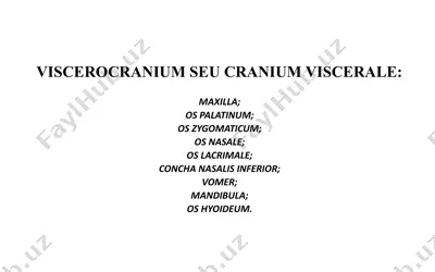 viscerocranium seu cranium viscerale:  maxilla; os palatinum; os zygomaticum; os nasale; os lacrimale; concha nasalis inferior; vomer; mandibula; os hyoideum. — PPTX