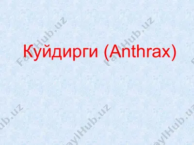 kuydirgi — PPT