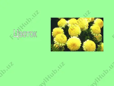 цветок — PPT