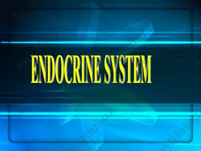 endocrine system — PPT