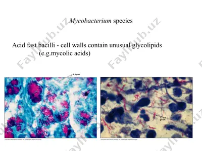 mycobacterium species — PPT