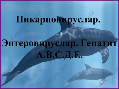 гепатит а вируси — PPT