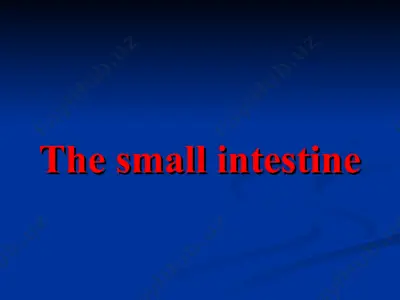 the small intestine — PPT