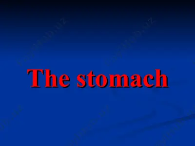 the stomach — PPT