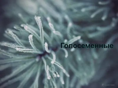 elka qo'shigi — PPT