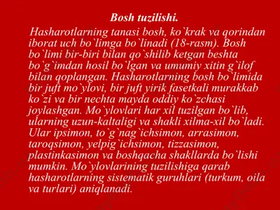 hasharot anatomiyasi — PPT