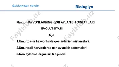 hayvonlarning qon aylanish organlari evolutsiyasi — PPT