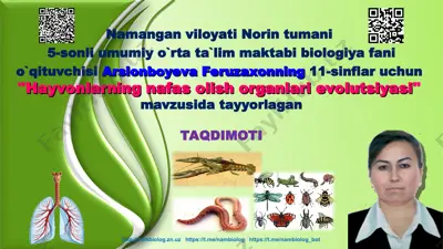 "hayvonlarning nafas olish organlari evolutsiyasi" — PPT