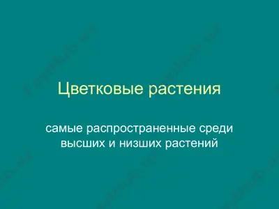 цветковые растения — PPT